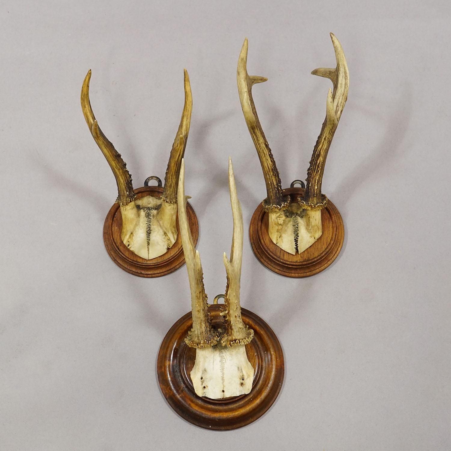 Antique Set Of Six Roe Deer Trophies On Turned Plaques Germany Ca. 1900s photo Art