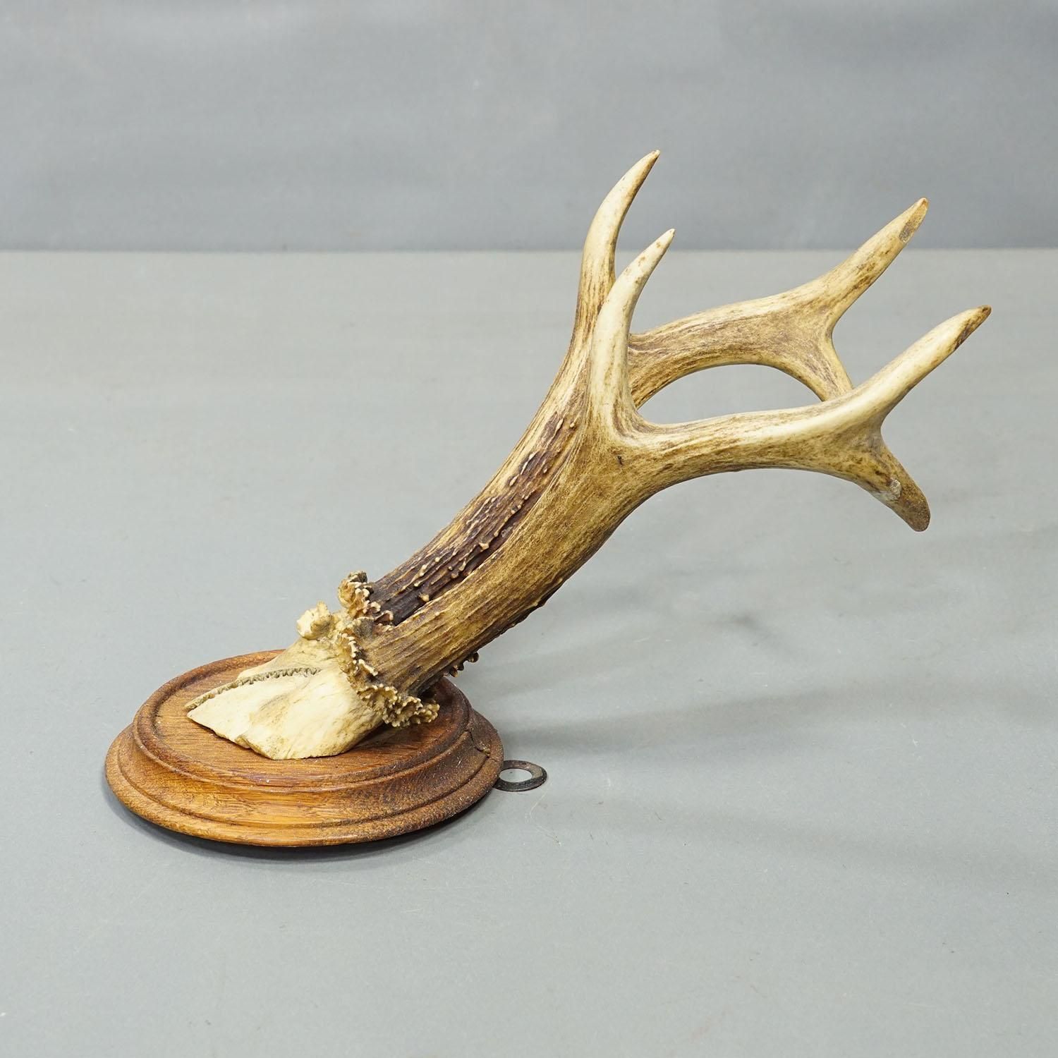 Antique Set Of Six Roe Deer Trophies On Turned Plaques Germany Ca. 1900s photo vinterior
