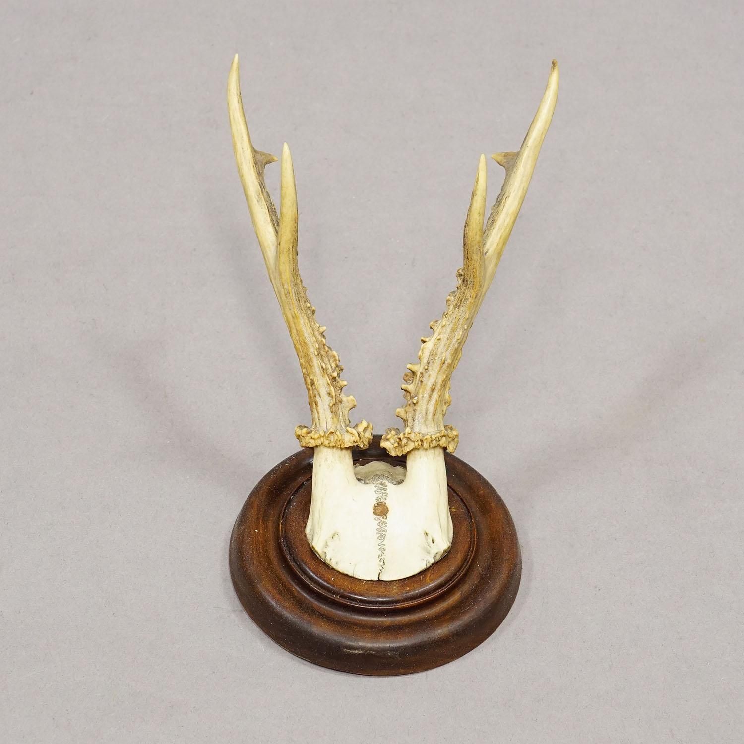 Antique Set Of Six Roe Deer Trophies On Turned Plaques Germany Ca. 1900s photo buy