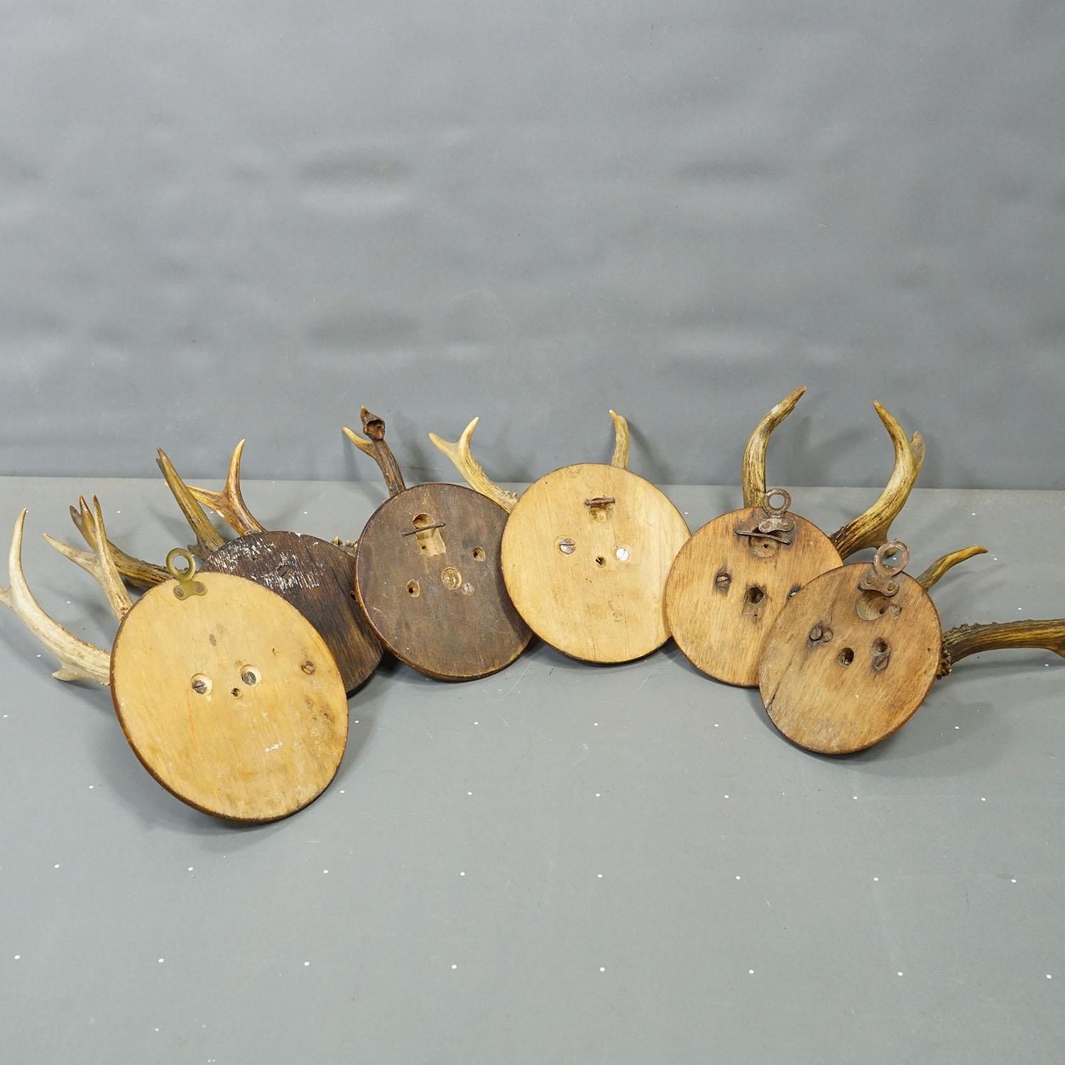 Antique Set Of Six Roe Deer Trophies On Turned Plaques Germany Ca. 1900s photo vintage