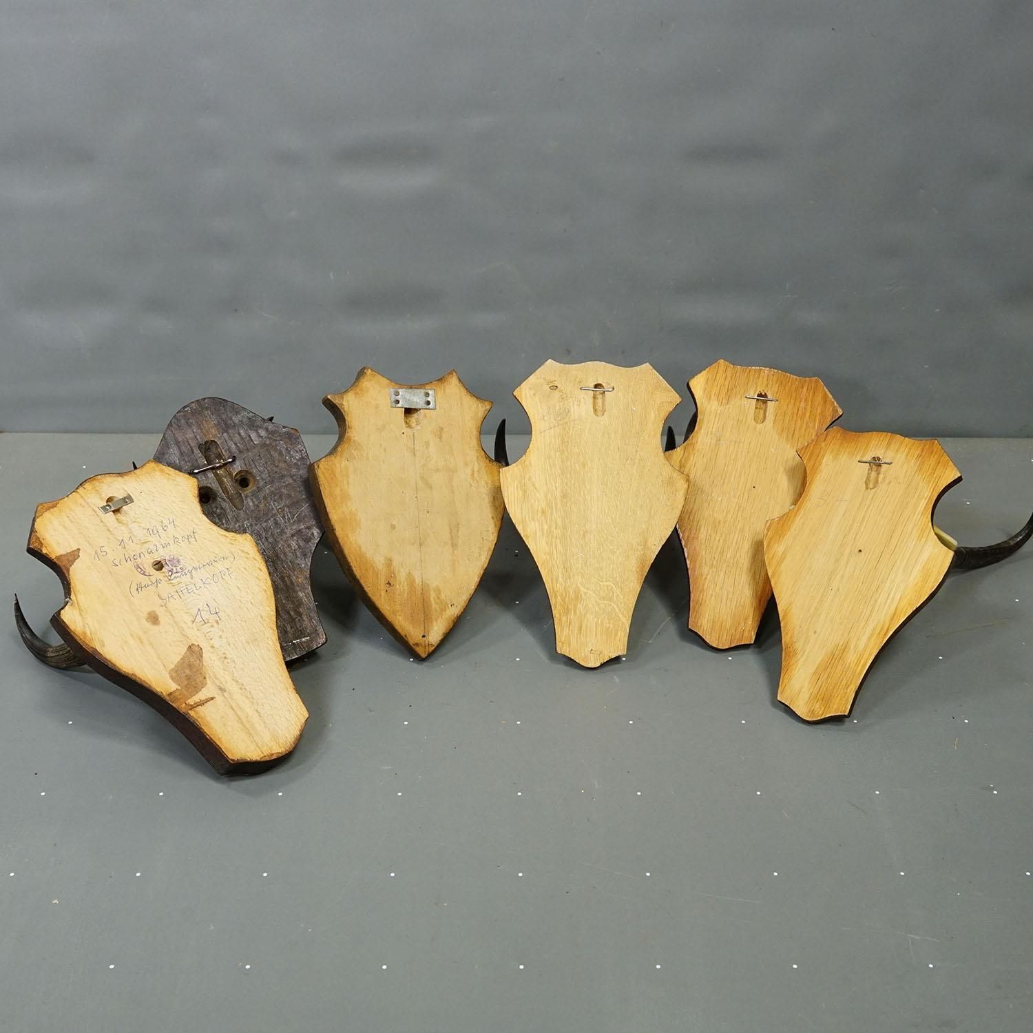 Vintage Set Of Six Chamois Trophies On Shaped Plaques, Germany Ca. 1960s photo vintage