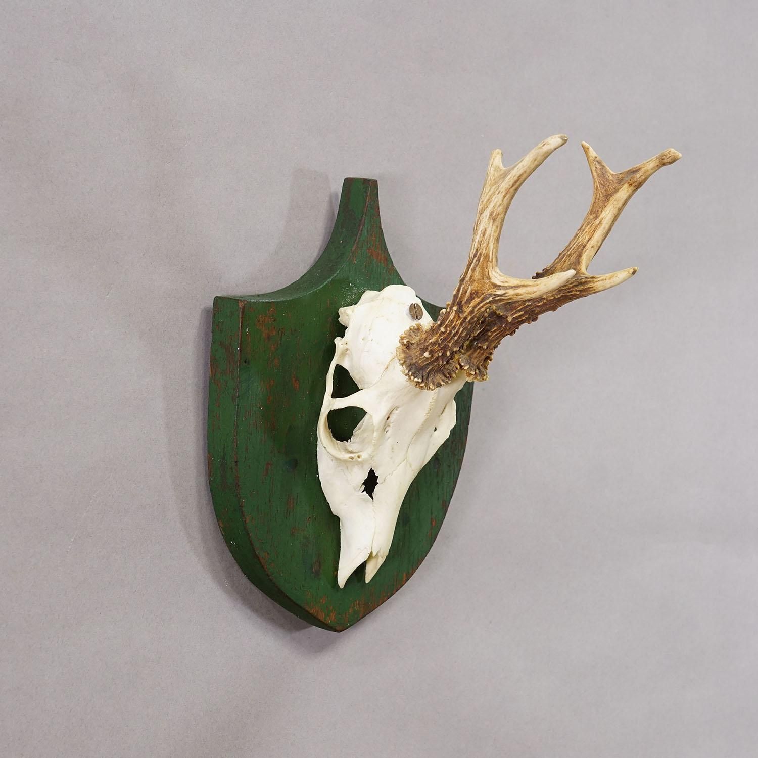 Antique Black Forest Red Deer Trophy On Green Plaque   Salem Germany 1900 photo Home Decor