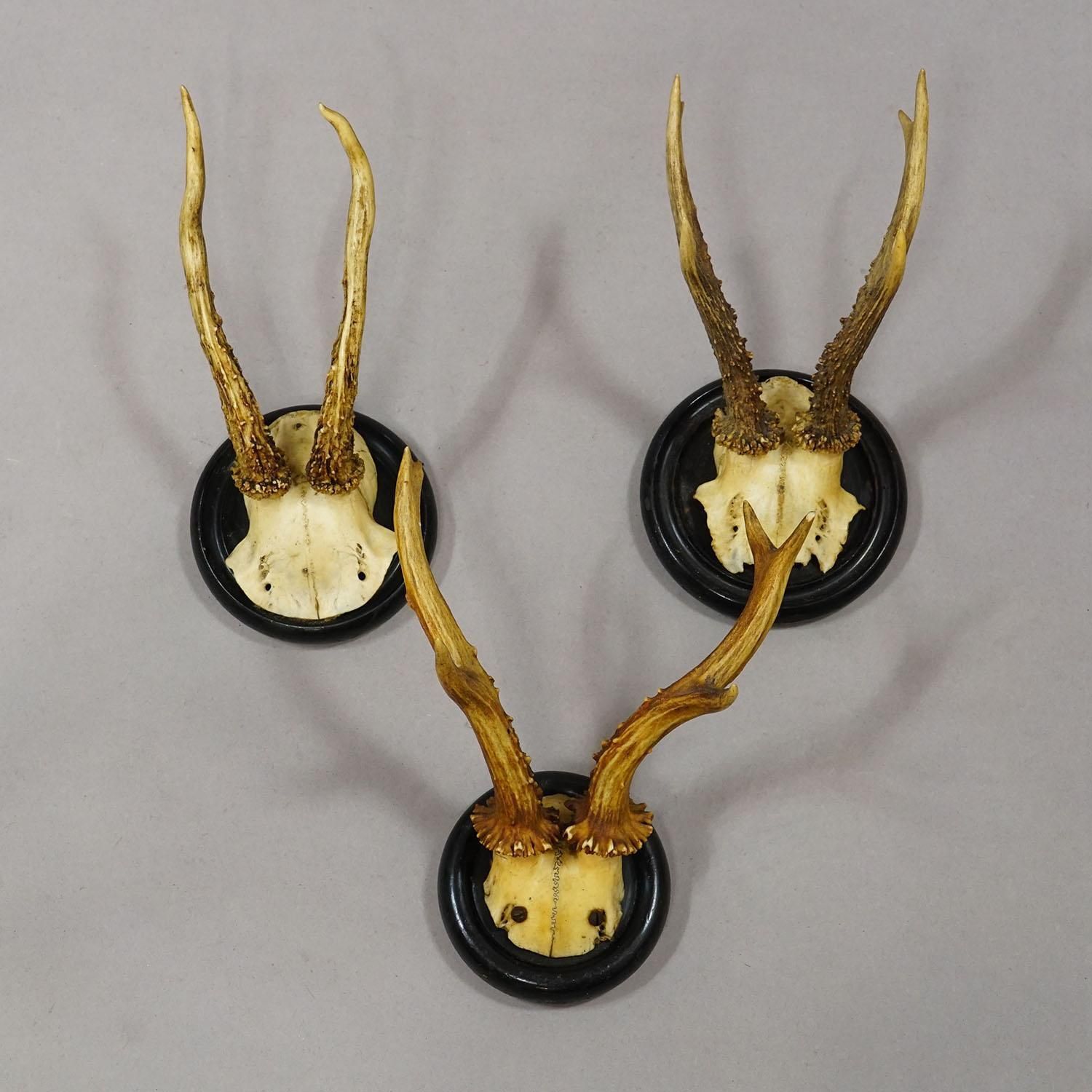 Antique Collection Of Six Roe Deer Trophies On Turned Plaques, Germany Ca. 1900s photo 663.0
