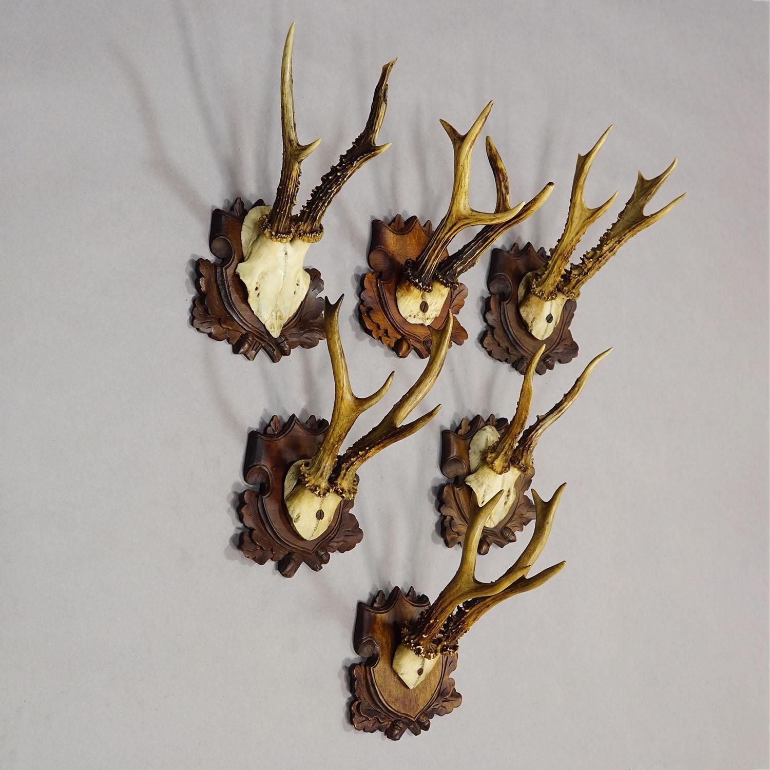Antique Set Of Black Forest Roe Deer Trophies, Germany Ca. 1890s/1900s photo for sale