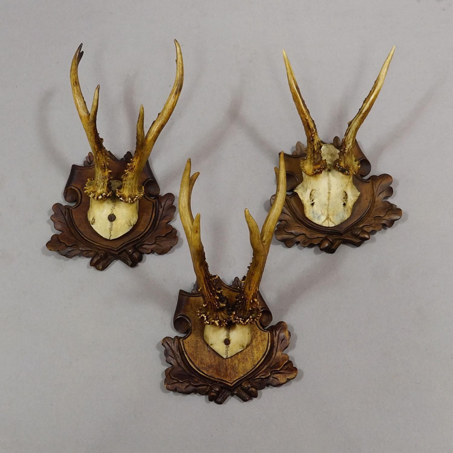 Antique Set Of Black Forest Roe Deer Trophies, Germany Ca. 1890s/1900s photo Home Decor