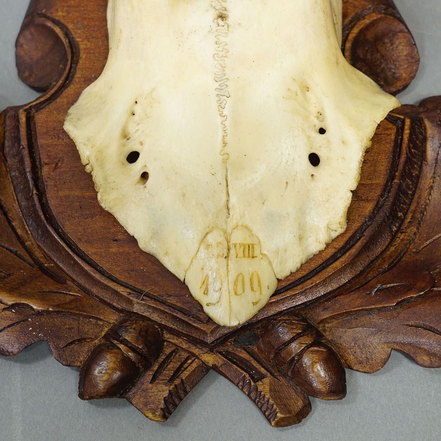 photo for sale Antique Set Of Black Forest Roe Deer Trophies, Germany Ca. 1890s/1900s