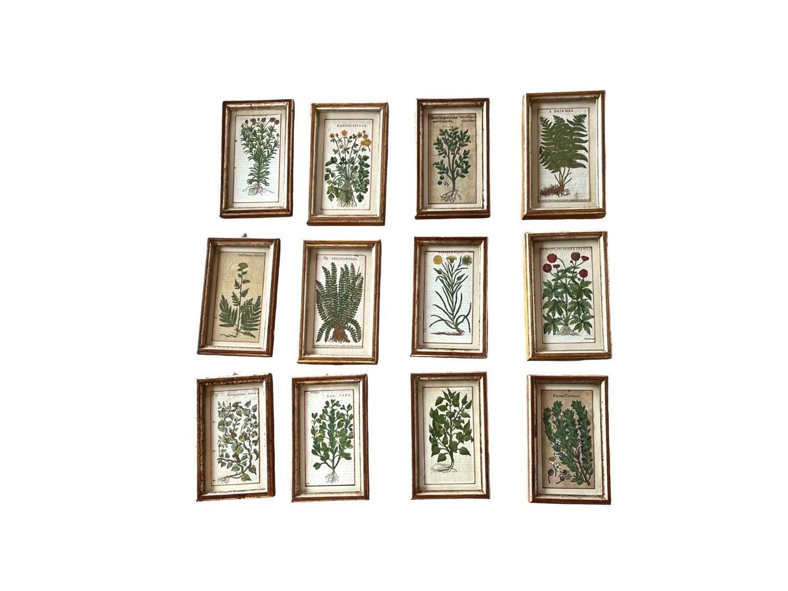 Set Of 12 Antique Hand Painted Botanical Prints, 18th Century photo furniture