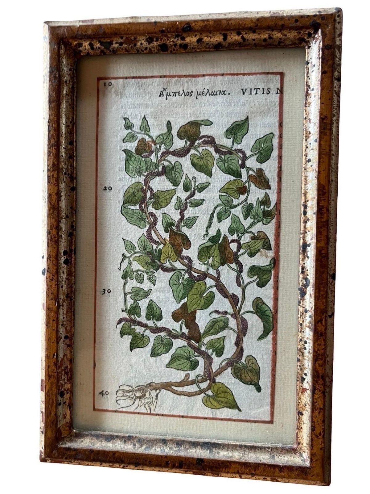 photo buy Set Of 12 Antique Hand Painted Botanical Prints, 18th Century