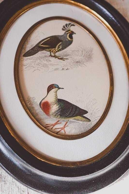 Pair Antique Napoleon III Oval Frames Bird Prints Black Gold Wood 19th Century Wall Decor photo vinterior