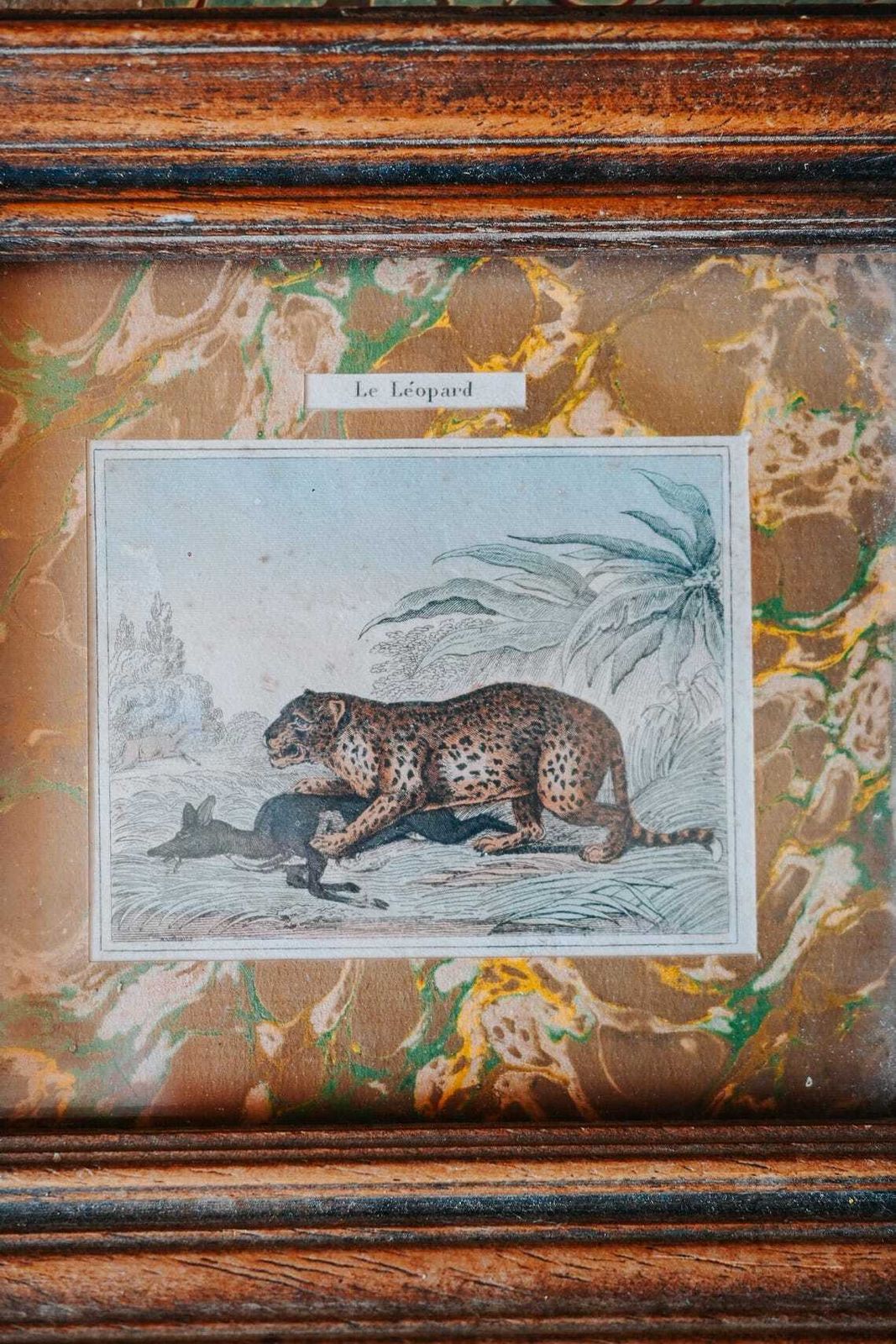 Antique French Natural History Prints Framed Marbled Paper 19th Century Animal Wall Art photo for sale
