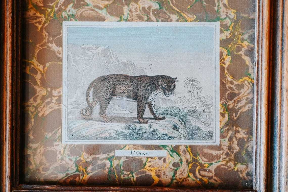 Antique French Natural History Prints Framed Marbled Paper 19th Century Animal Wall Art photo vinterior