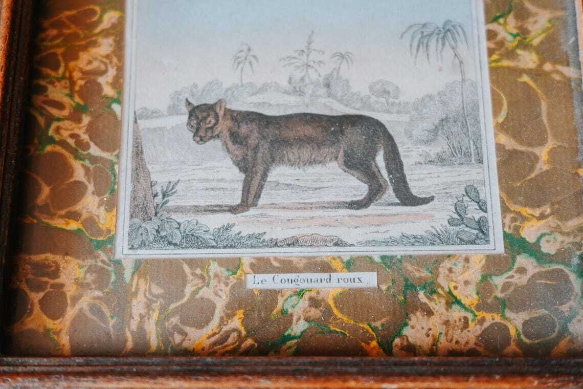 Antique French Natural History Prints Framed Marbled Paper 19th Century Animal Wall Art photo buy