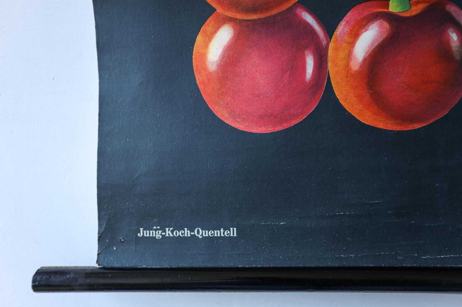 Original Botanical Vintage Mid Century German School Wall Chart Cherry Blossom Botany Beautiful Rare Jung Koch Quentell photo Art
