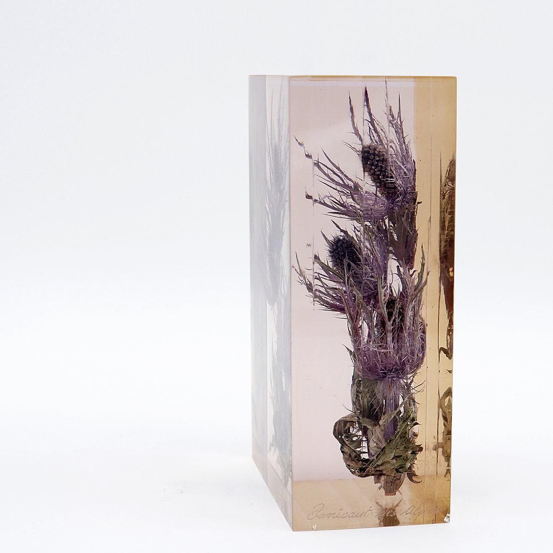 "Panicaut Des Alpes" French Resin Paperweight By Pierre Bodin   1980s photo Home Decor
