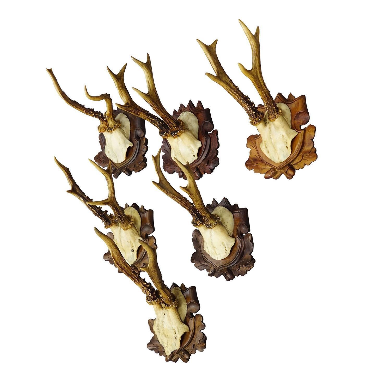Set Of Six Antique Roe Deer Trophies, Germany Ca. 1890s / 1900s photo furniture