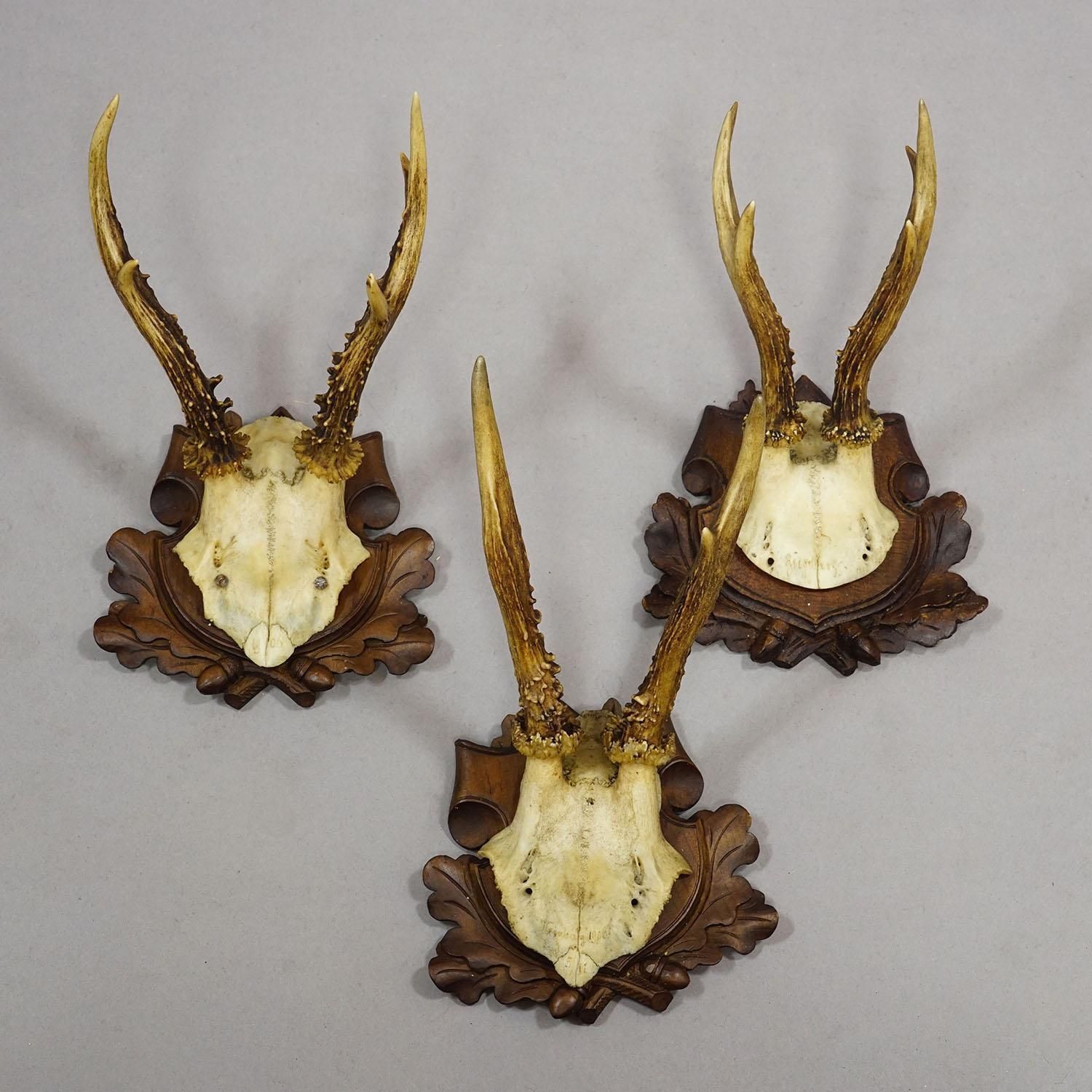 Set Of Six Antique Roe Deer Trophies, Germany Ca. 1890s / 1900s photo Art