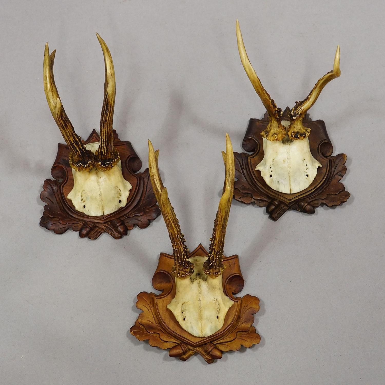 Set Of Six Antique Roe Deer Trophies, Germany Ca. 1890s / 1900s photo 772.0