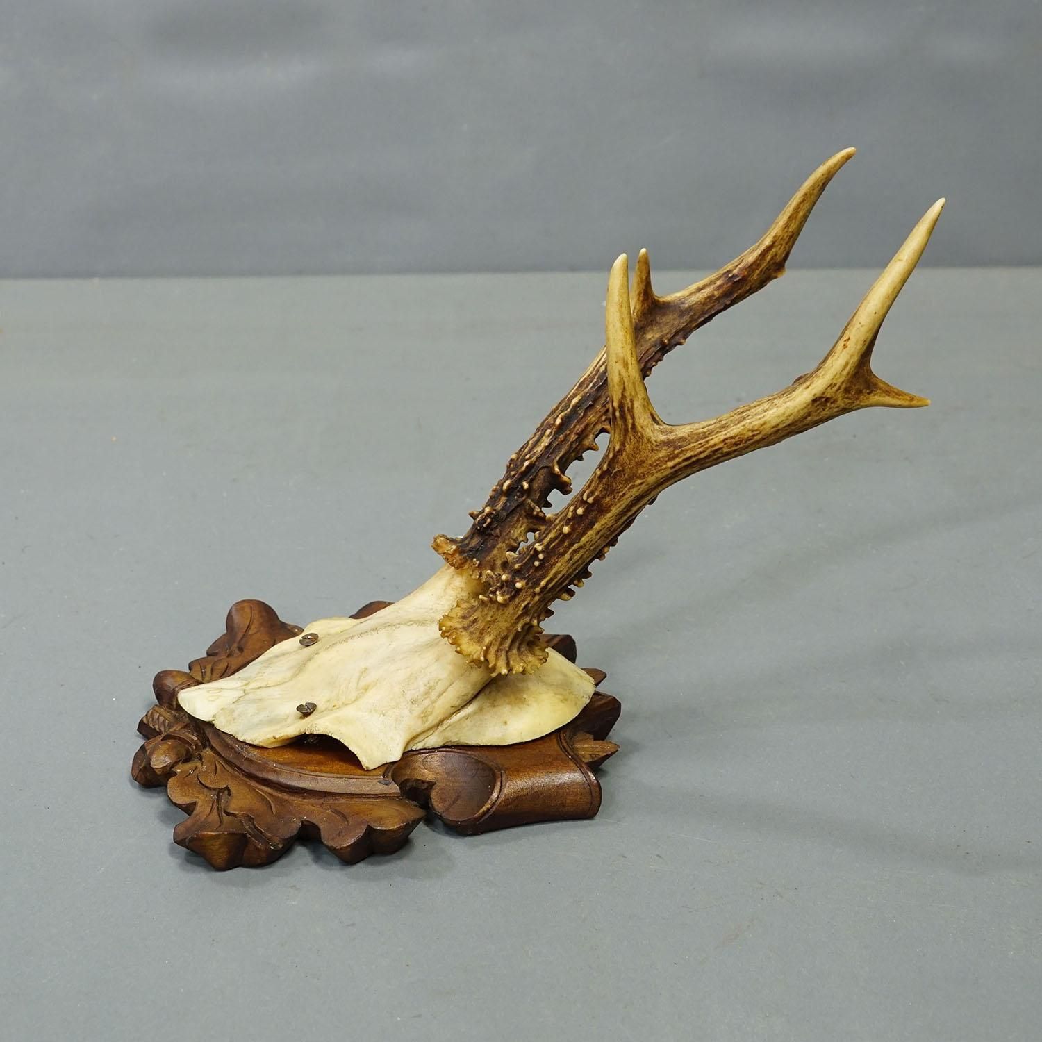 Set Of Six Antique Roe Deer Trophies, Germany Ca. 1890s / 1900s photo buy