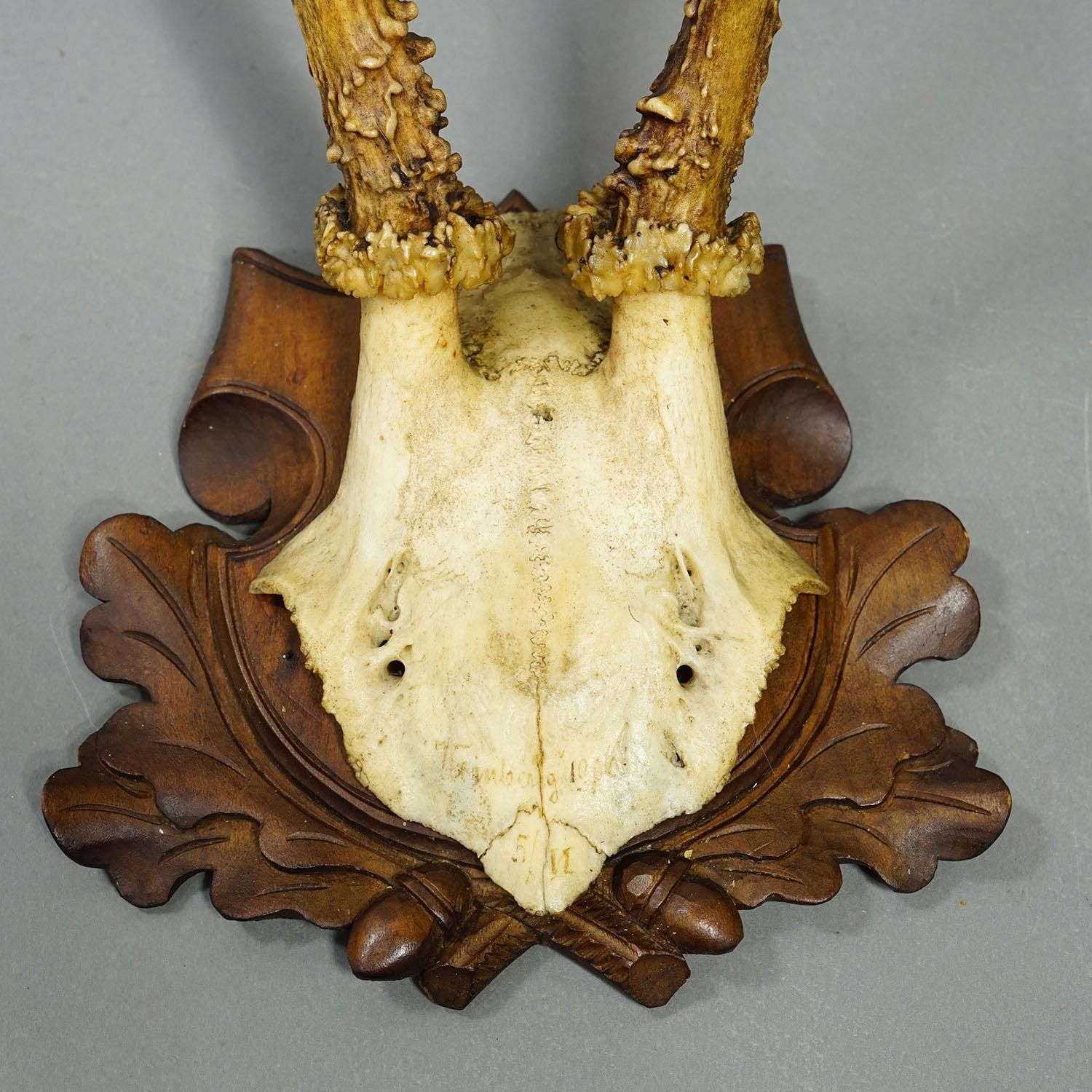 photo furniture Set Of Six Antique Roe Deer Trophies, Germany Ca. 1890s / 1900s