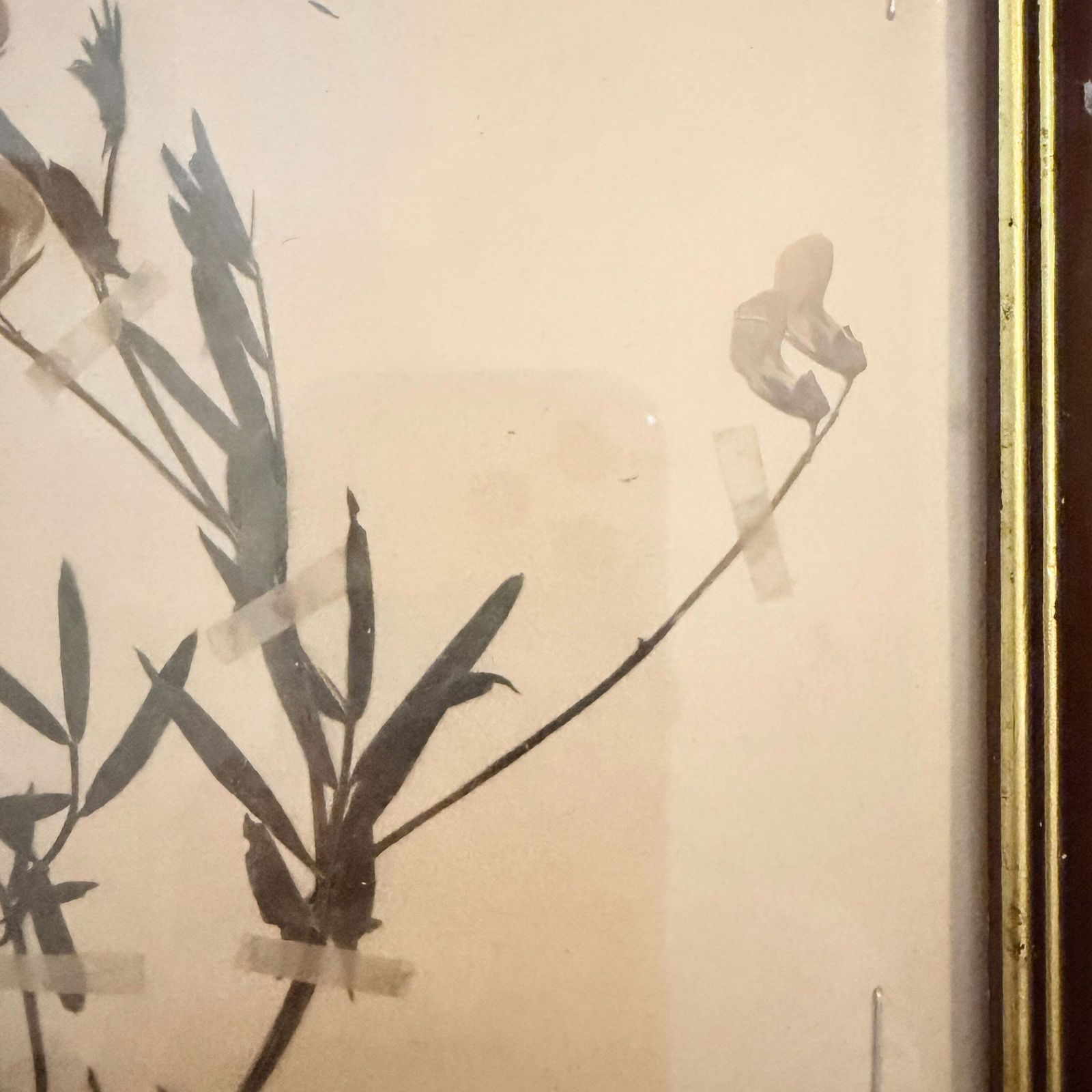 Framed Original Year 1919 Antique Herbarium Specimen, Botanical Art. Orobus Tuberosus. Sweden photo for sale