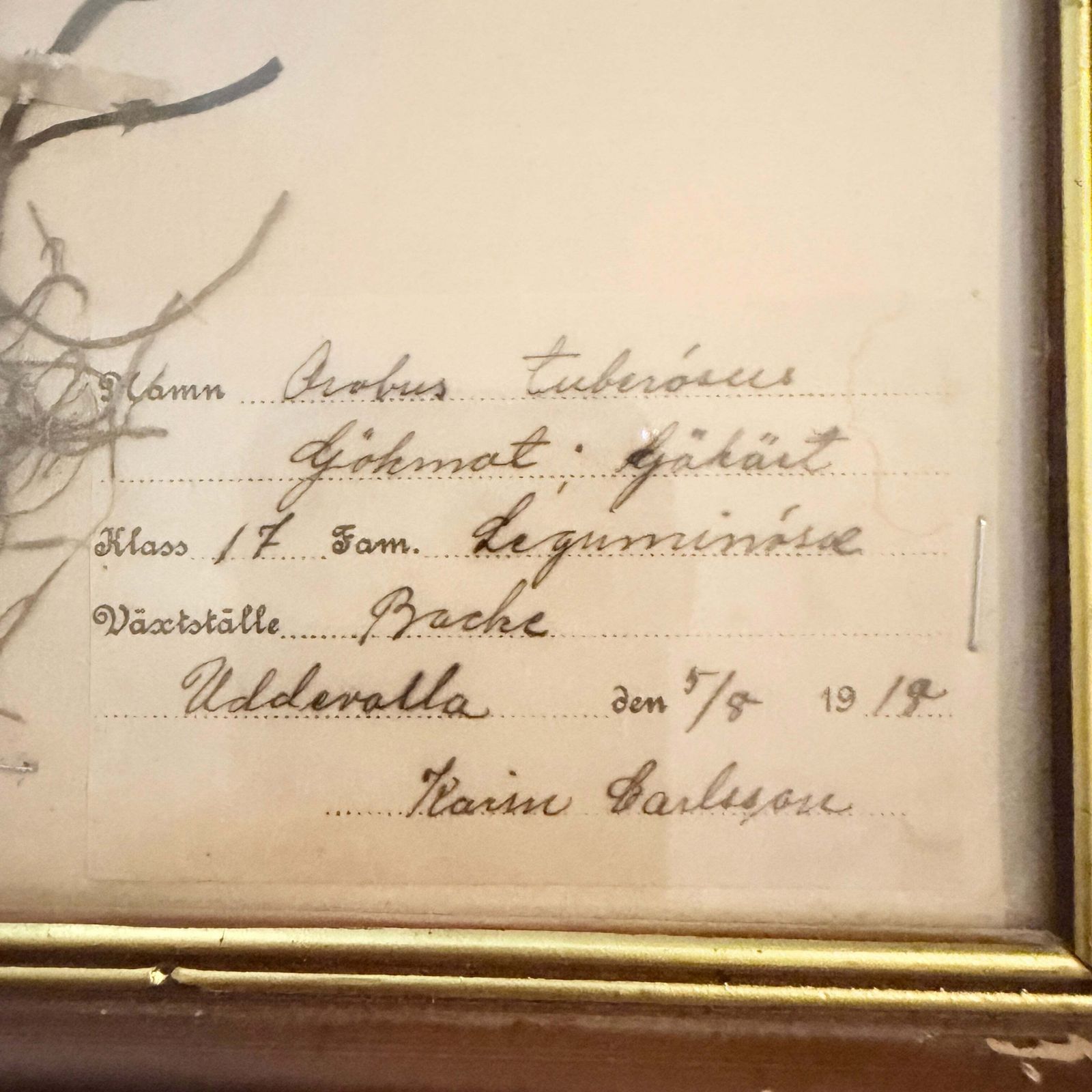 Framed Original Year 1919 Antique Herbarium Specimen, Botanical Art. Orobus Tuberosus. Sweden photo Art
