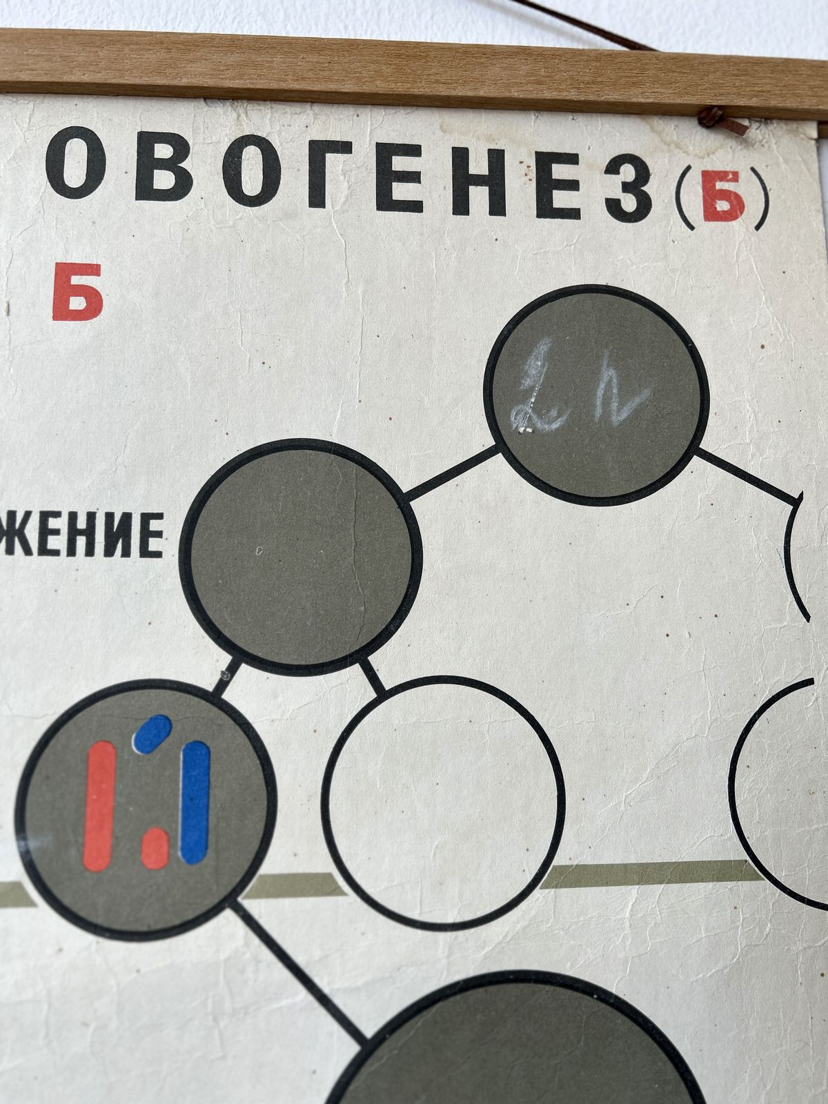 photo vinterior 1968 Vintage Large Biology School Chart "Spermatogenesis And Ovogenesis" Paper On Linen, Soviet Mid Century Original Educational Poster