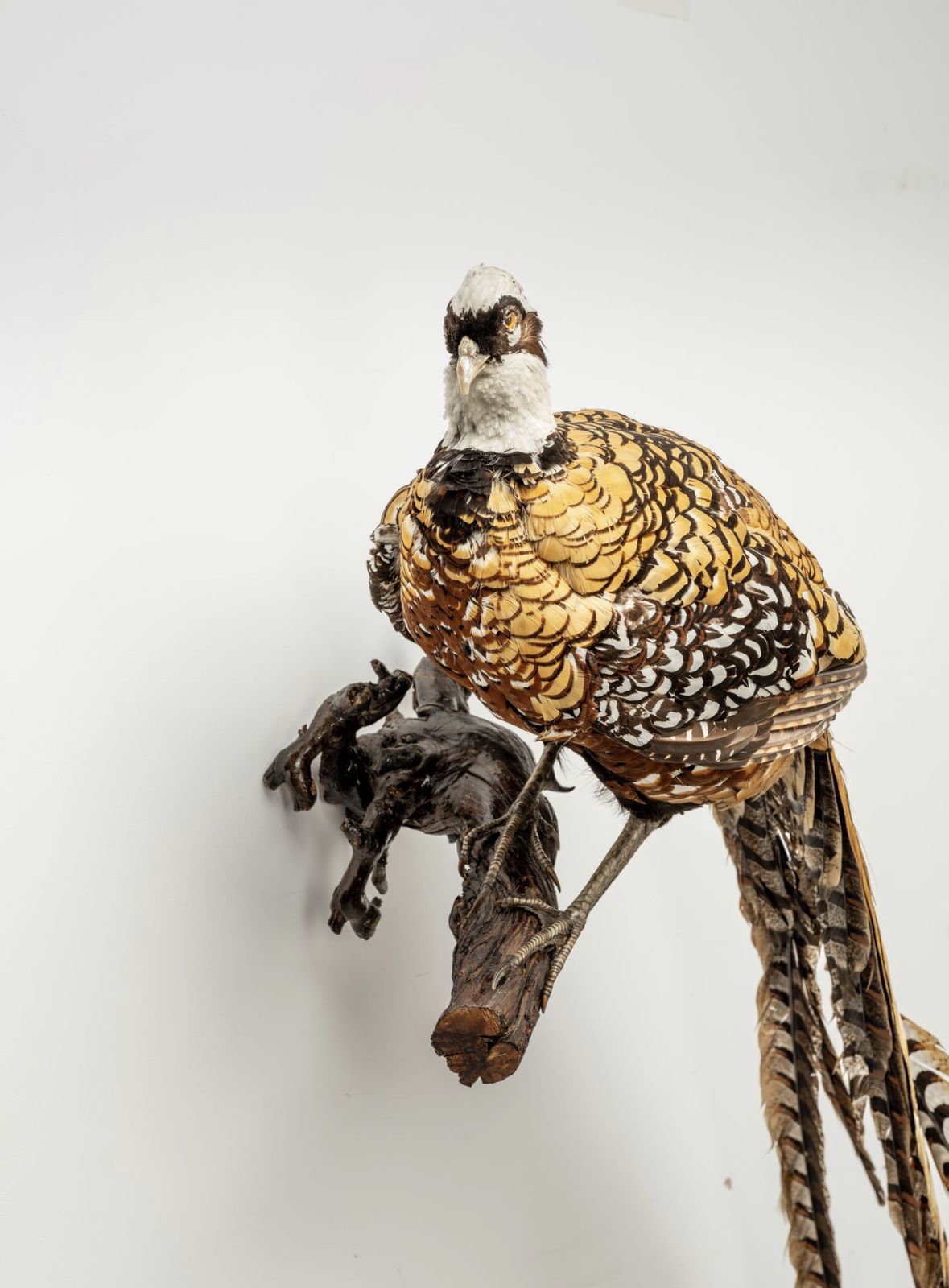 Rare Reeves Pheasant Taxidermy Fully Mounted Adult Cock Bird Perched On Tree Branch