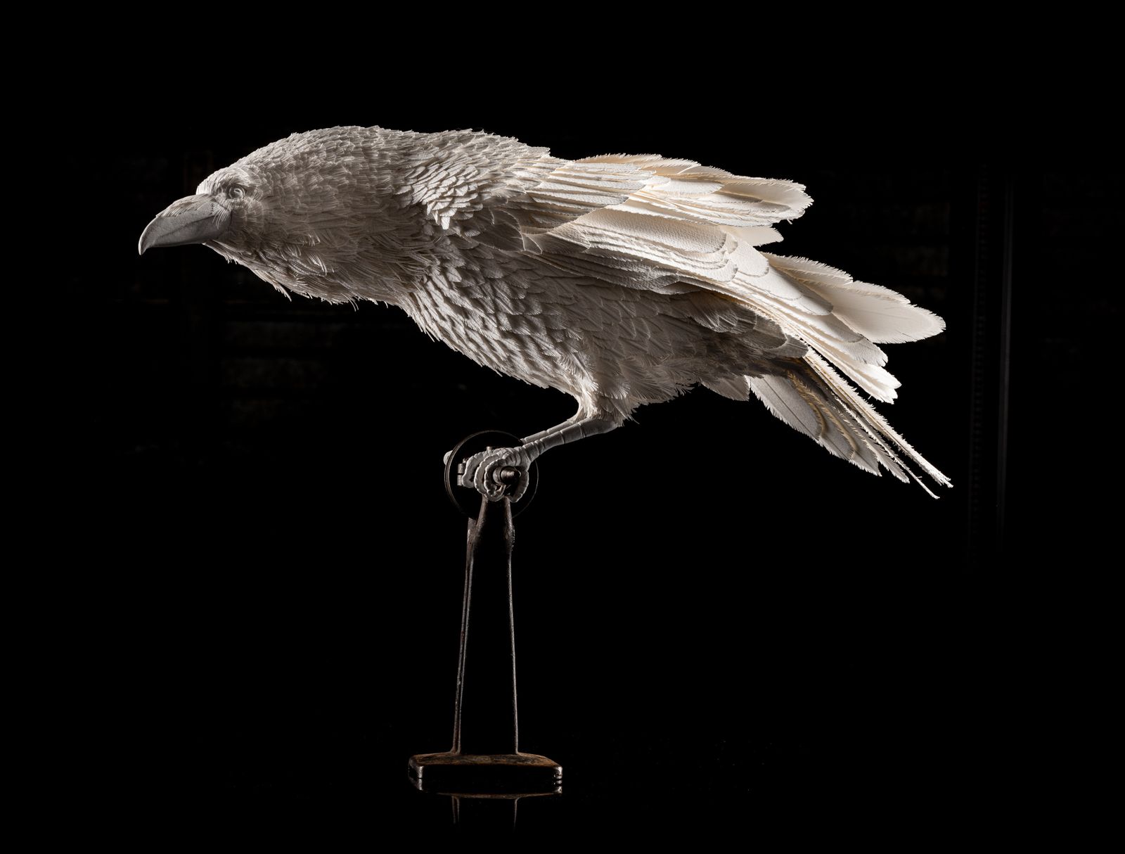 photo for sale Unique Vintage Velum Paper Feather 'Raven' Sculpture In Bespoke Display Case.