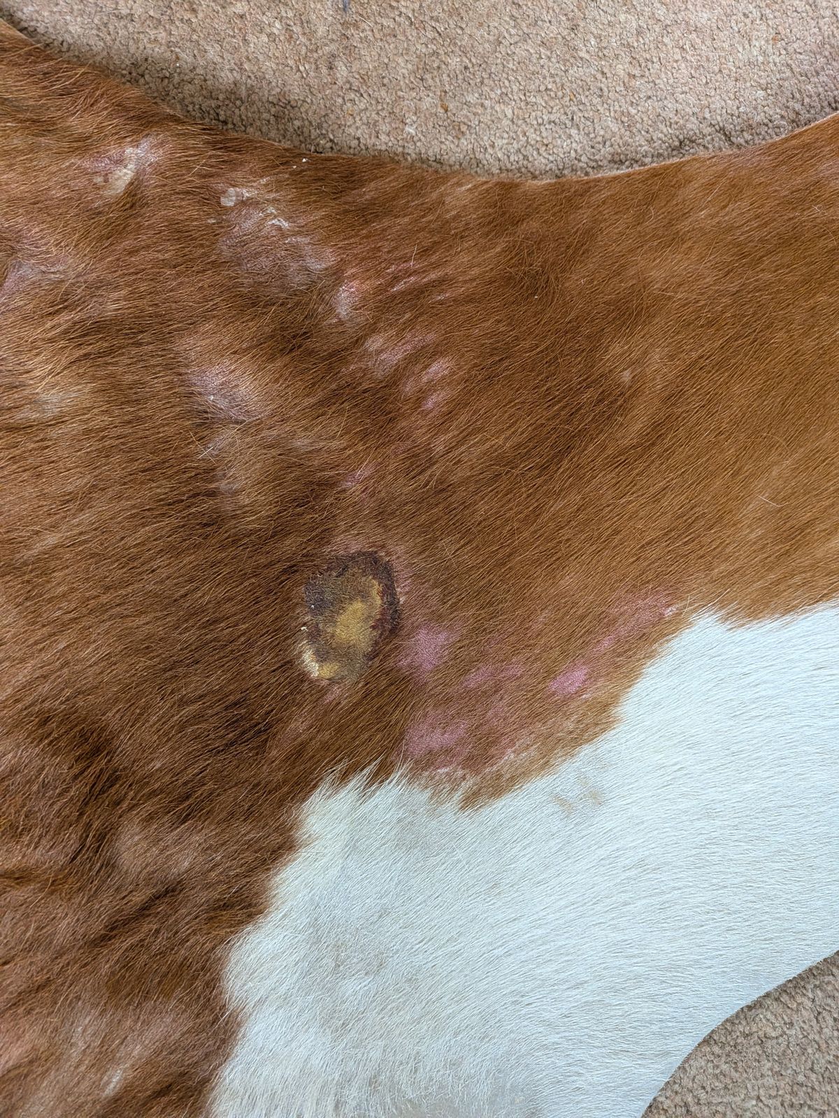 Vintage 1990s Texas Cowhide Rug   Genuine Large Brown/White Hide photo vinterior