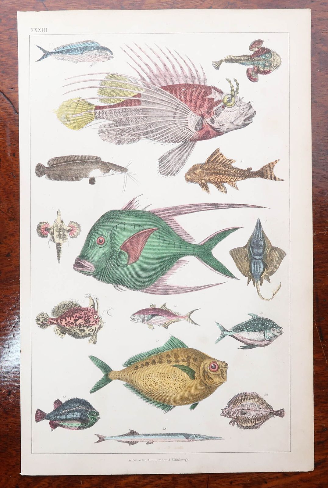 Set Of 8 Original Antique Natural History Prints. 1847 photo furniture