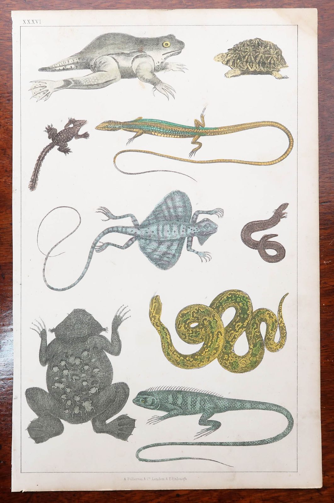 Set Of 8 Original Antique Natural History Prints. 1847 photo for sale