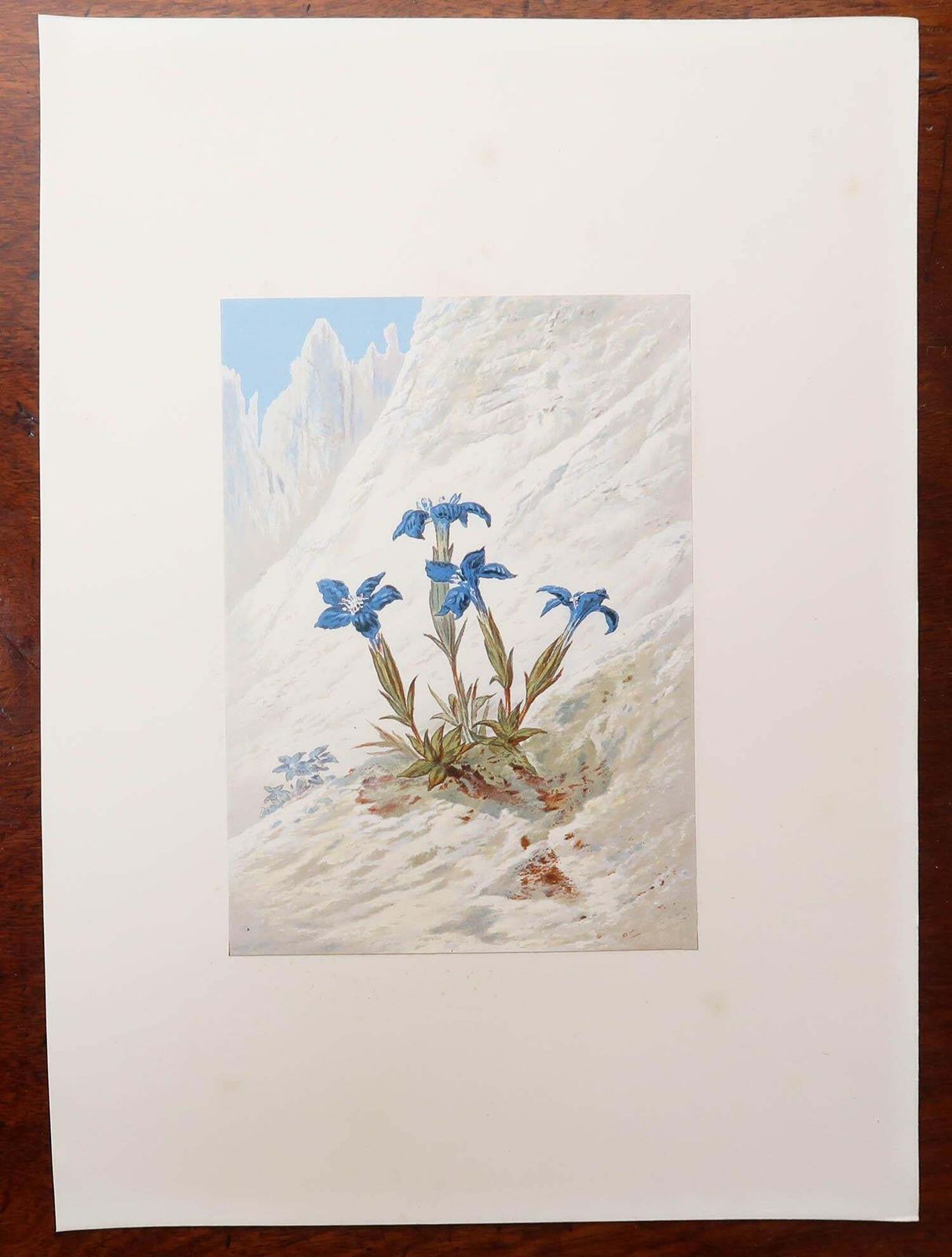 Set Of 12 Original Antique Botanical Prints   Alpine Flowers. 1869 photo Art