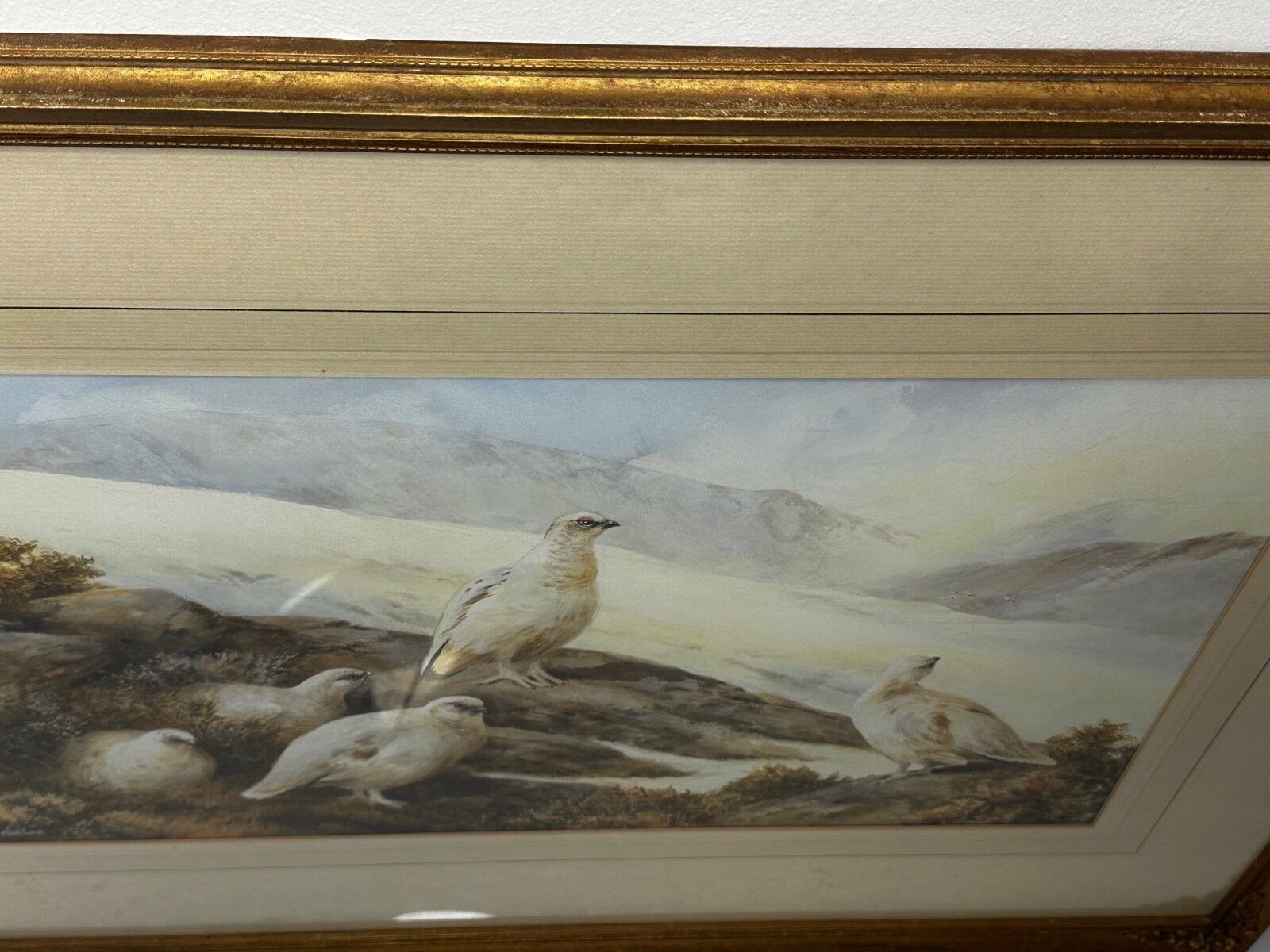 photo vinterior British Painting Highland Moors Wildlife Covey Of Ptarmigan Game Birds On Alert