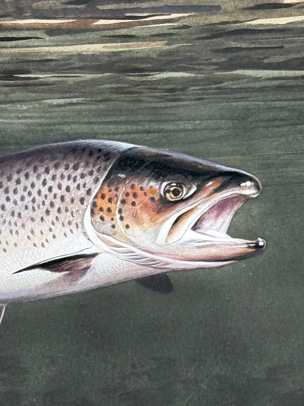 photo buy Sporting Painting Sea Trout Nearly Hooked The Silver Zulu Fly By Roger Mcphail