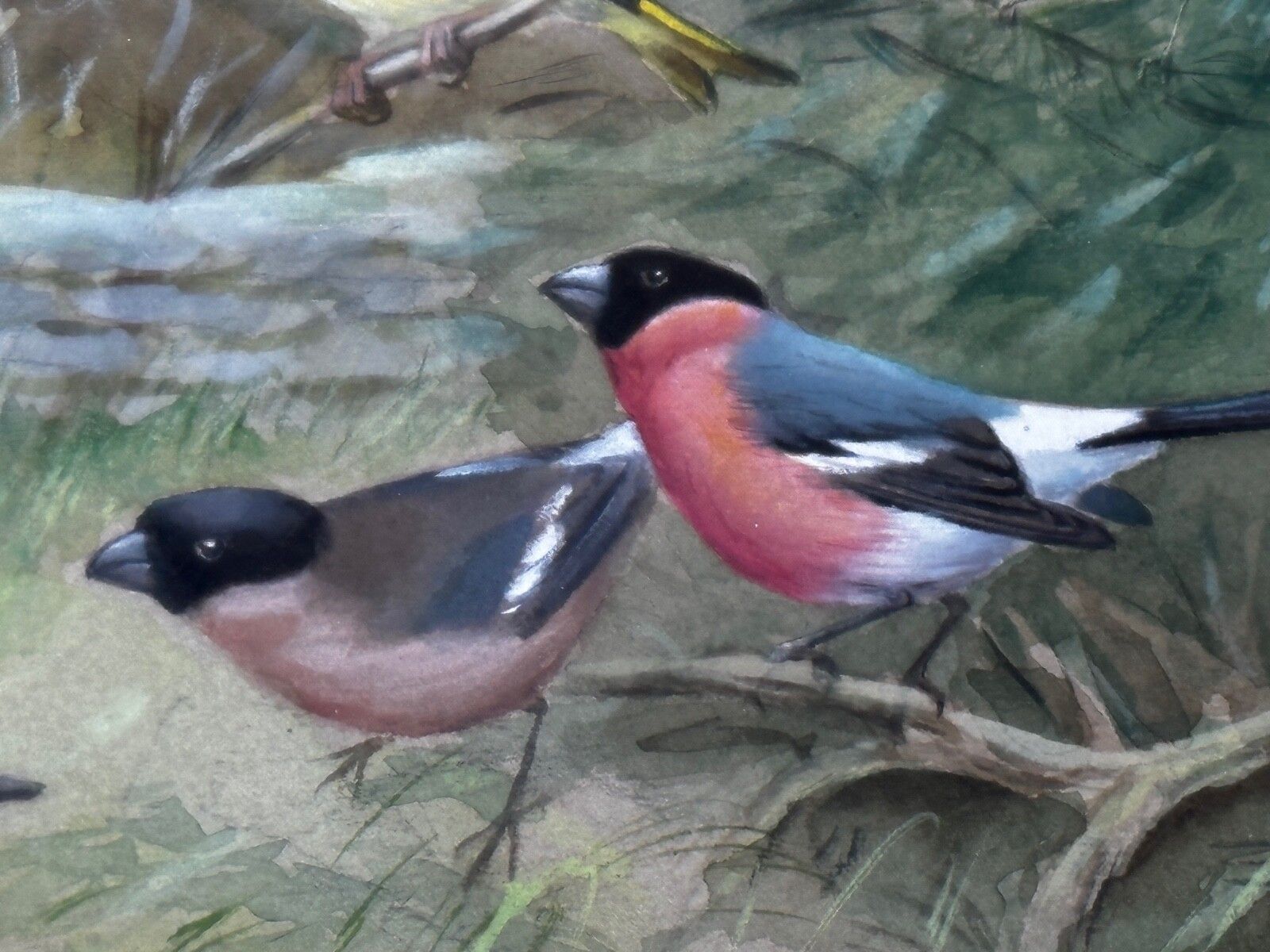 photo buy A Winter Gathering Robin & Mixed British Songbirds Manner Of Archibald Thorburn