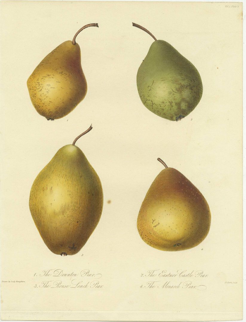 Ensemble de 2 gravures d'époque représentant la poire Downton, la poire Monarch et autres variétés photo furniture