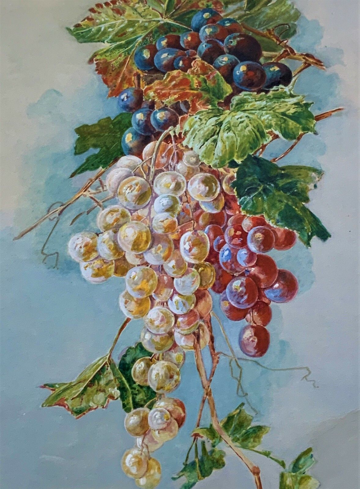Exceptional Quality Vintage Still Life Study Of Grapes Watercolour Painting photo vinterior