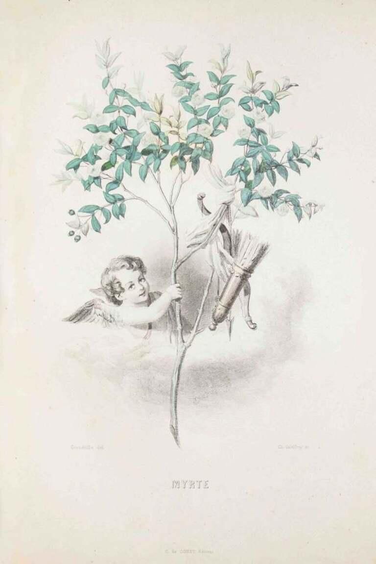 Myrte   Les Fleurs Animées Vol.I   Lithograph By J.J. Grandville   1847