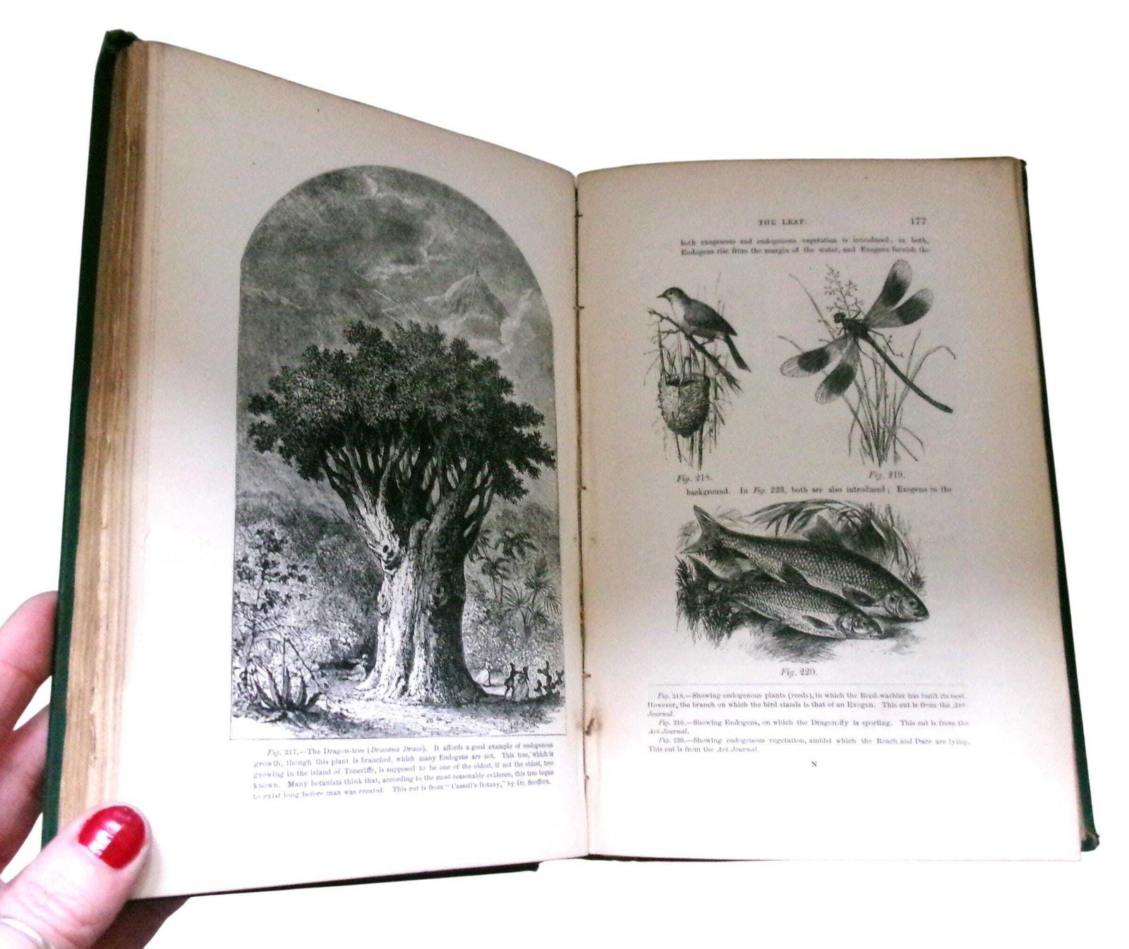 Rare 1860 Christopher Dresser Rudiments Of Botany Book, Victorian Designer & Botanist photo Home Decor