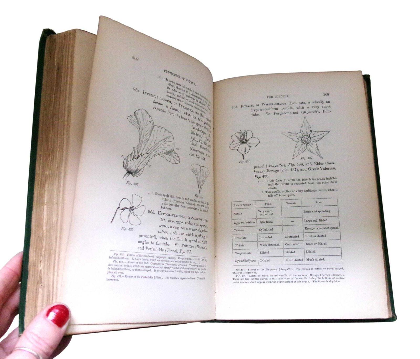 Rare 1860 Christopher Dresser Rudiments Of Botany Book, Victorian Designer & Botanist photo buy