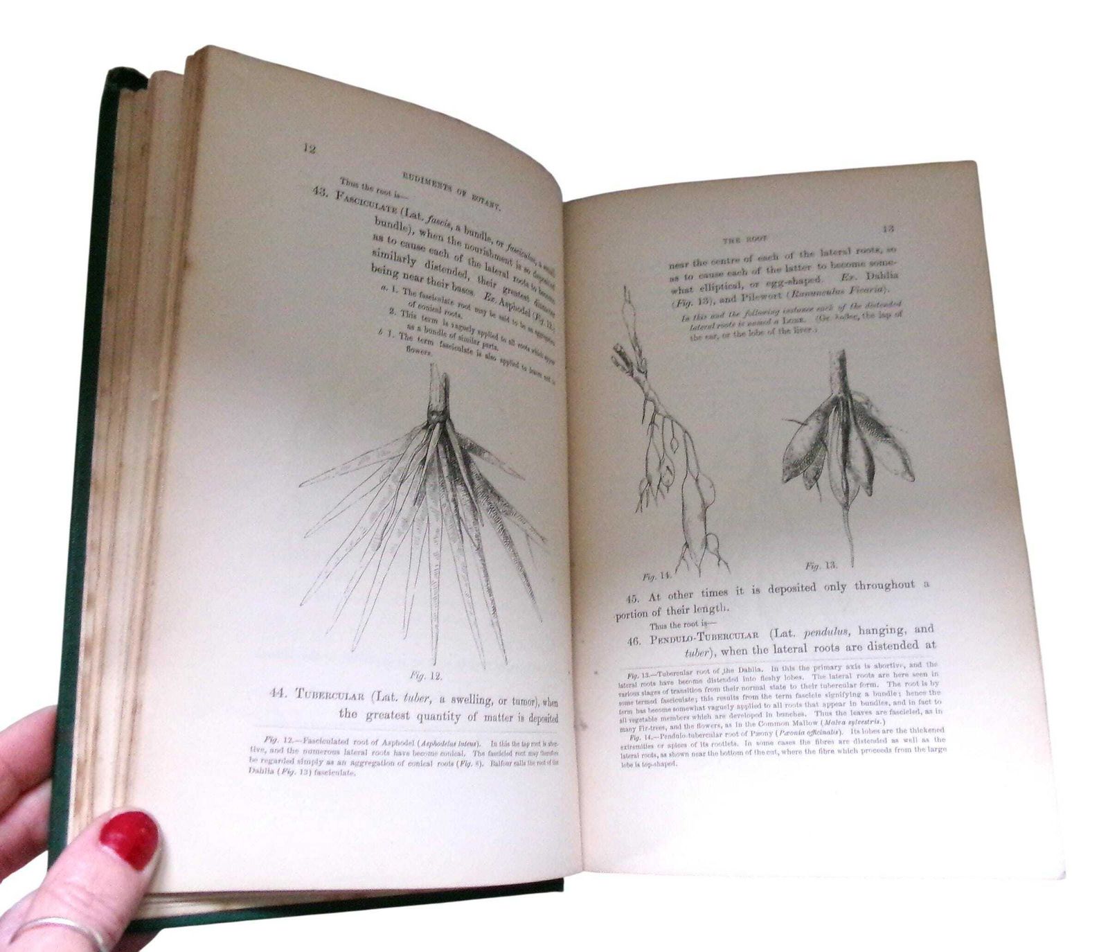 photo furniture Rare 1860 Christopher Dresser Rudiments Of Botany Book, Victorian Designer & Botanist