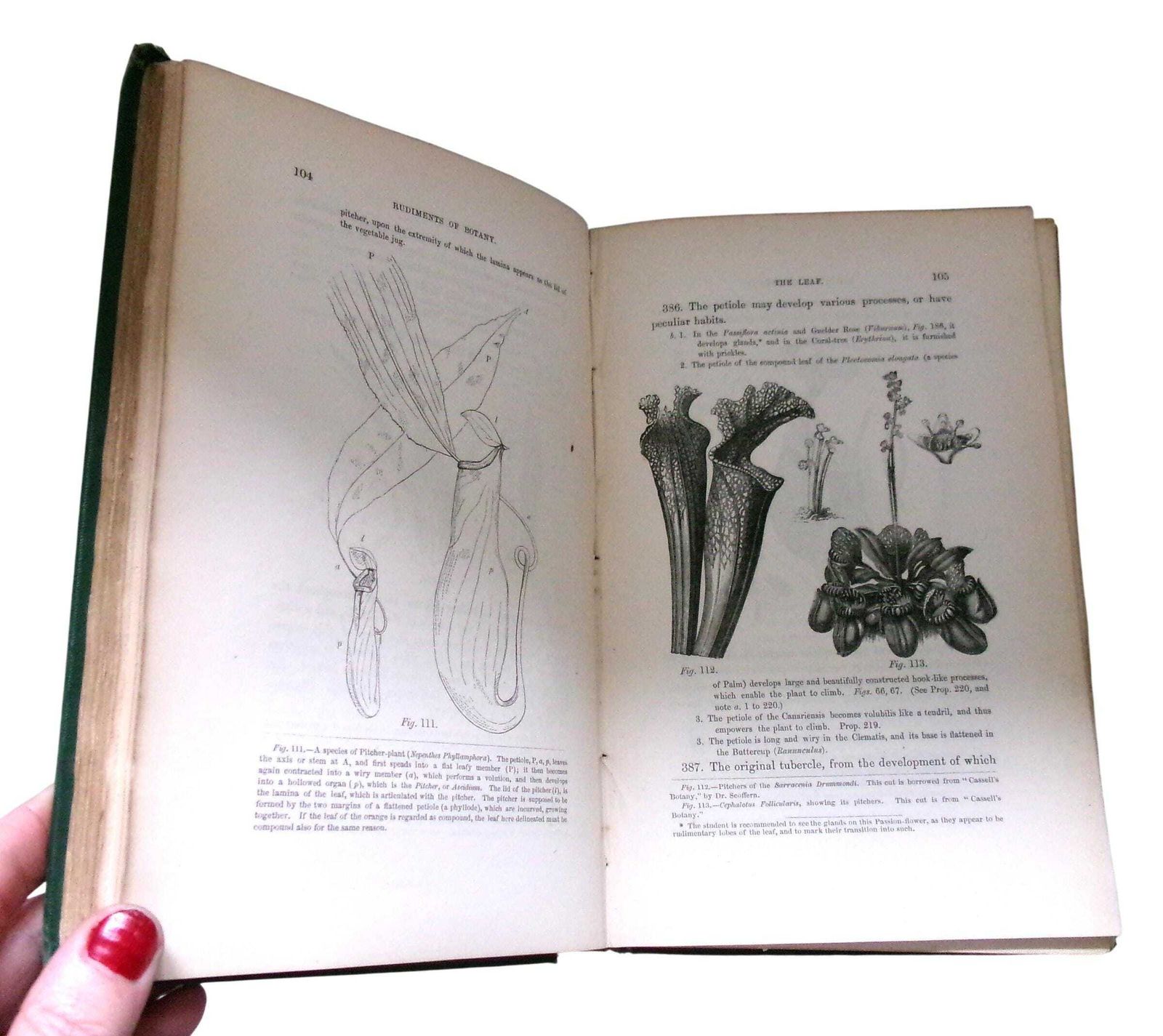 photo for sale Rare 1860 Christopher Dresser Rudiments Of Botany Book, Victorian Designer & Botanist