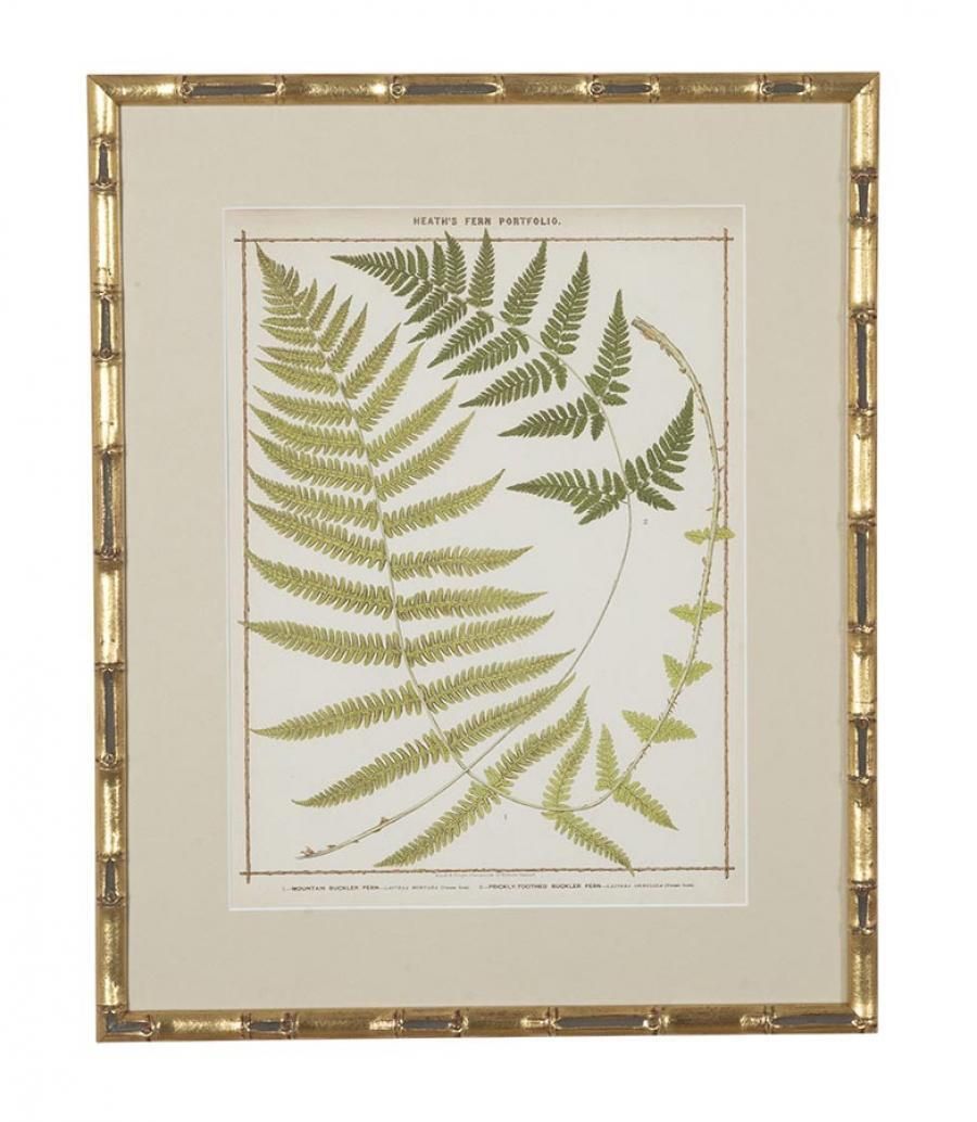 Collection Of Nine 19th Century Life Size Ferns By Francis George Heath photo buy