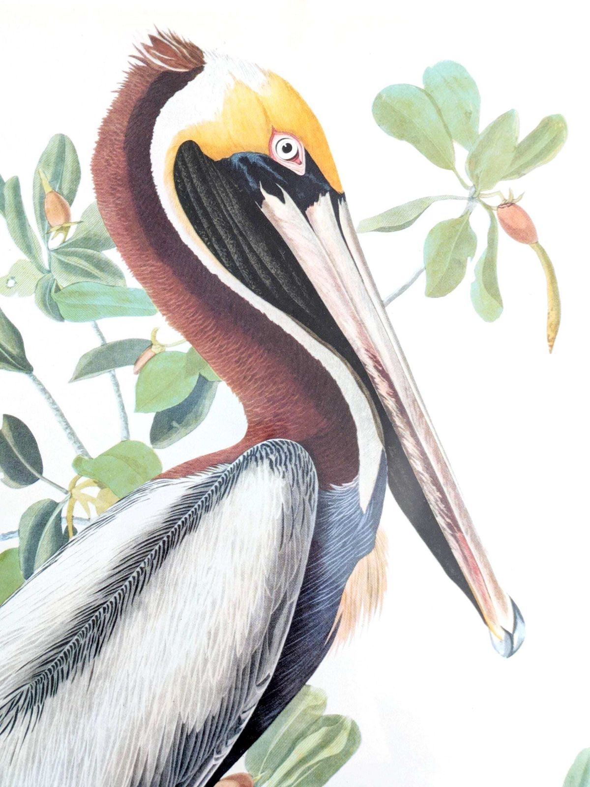 Vintage Audubon Brown Pelican Print Framed Bird Illustration Naturalist Wall Art photo for sale