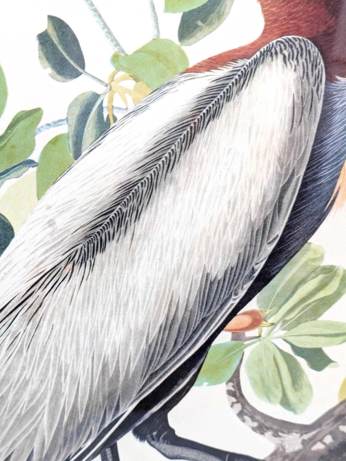 Vintage Audubon Brown Pelican Print Framed Bird Illustration Naturalist Wall Art photo 94.0