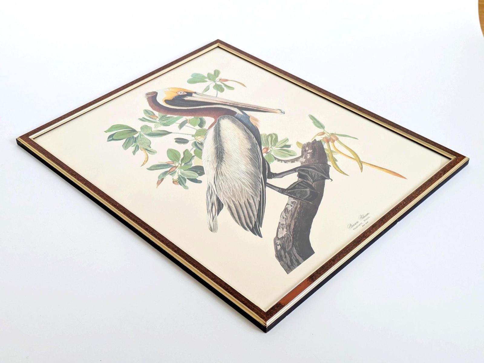 Art Vintage Audubon Brown Pelican Print Framed Bird Illustration Naturalist Wall Art photo
