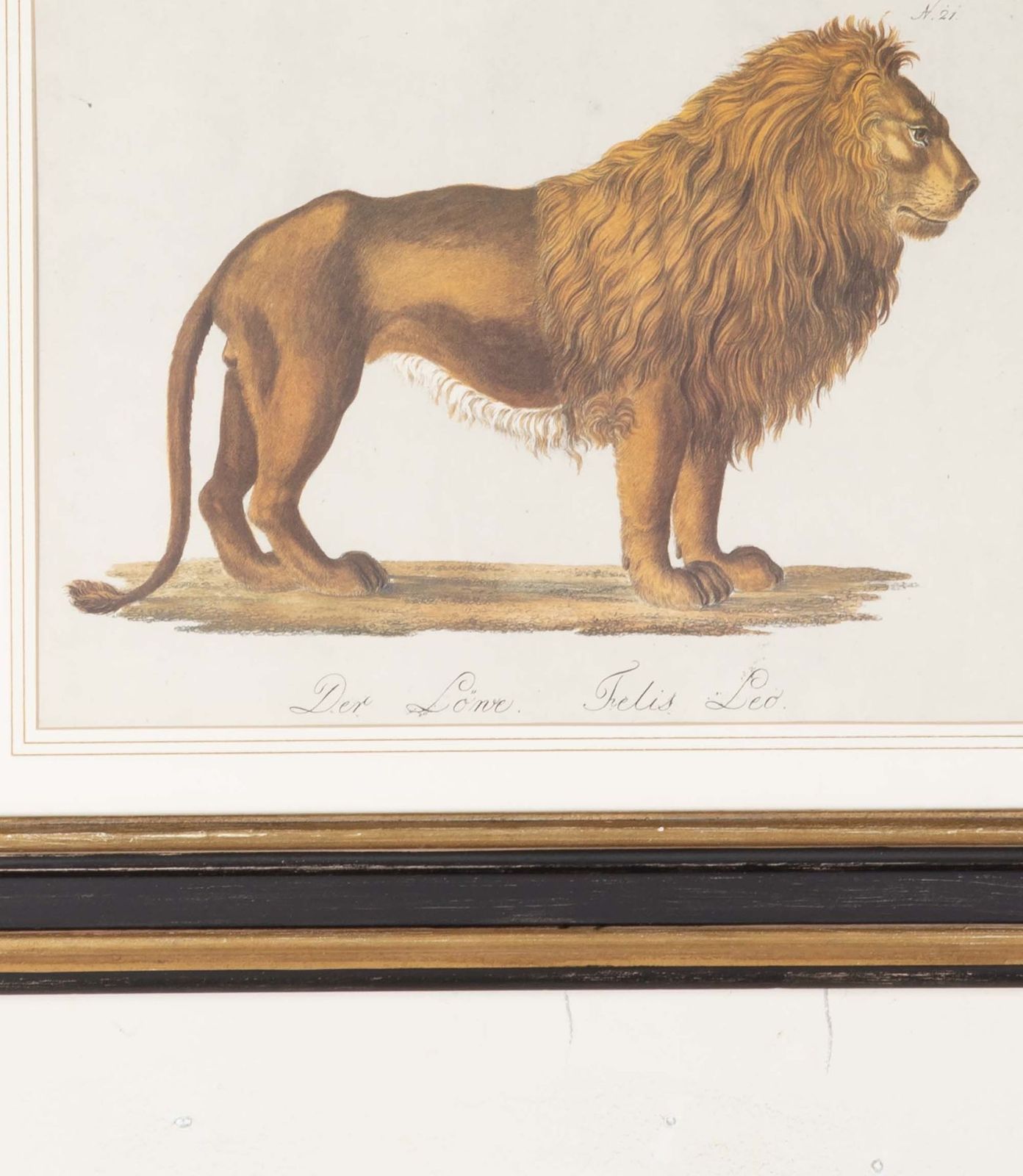 Set Of Four 19th Century Zoological Hand Coloured Lithographs photo for sale