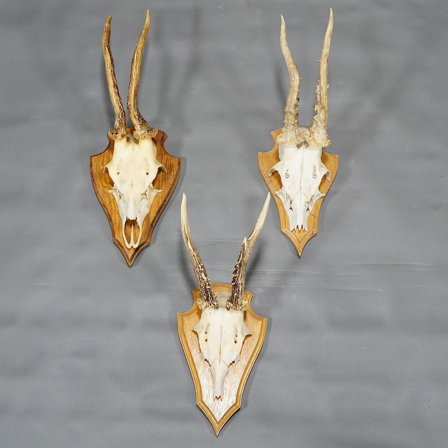 Six Large Roe Deer Trophies On Carved Plaques Germany Late 20. Century Item E715 photo Home Decor