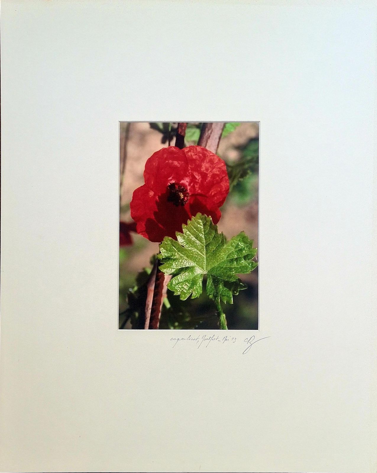 The Poppy Photorealist Photograph On Paper, 21st Century photo furniture