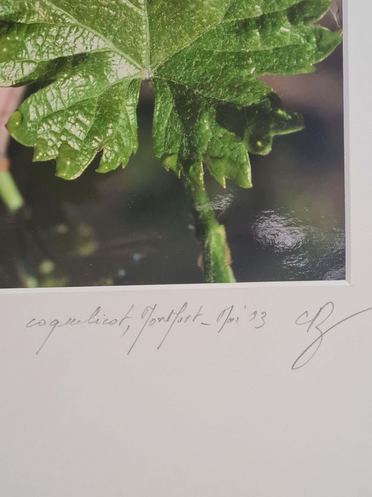The Poppy Photorealist Photograph On Paper, 21st Century photo for sale